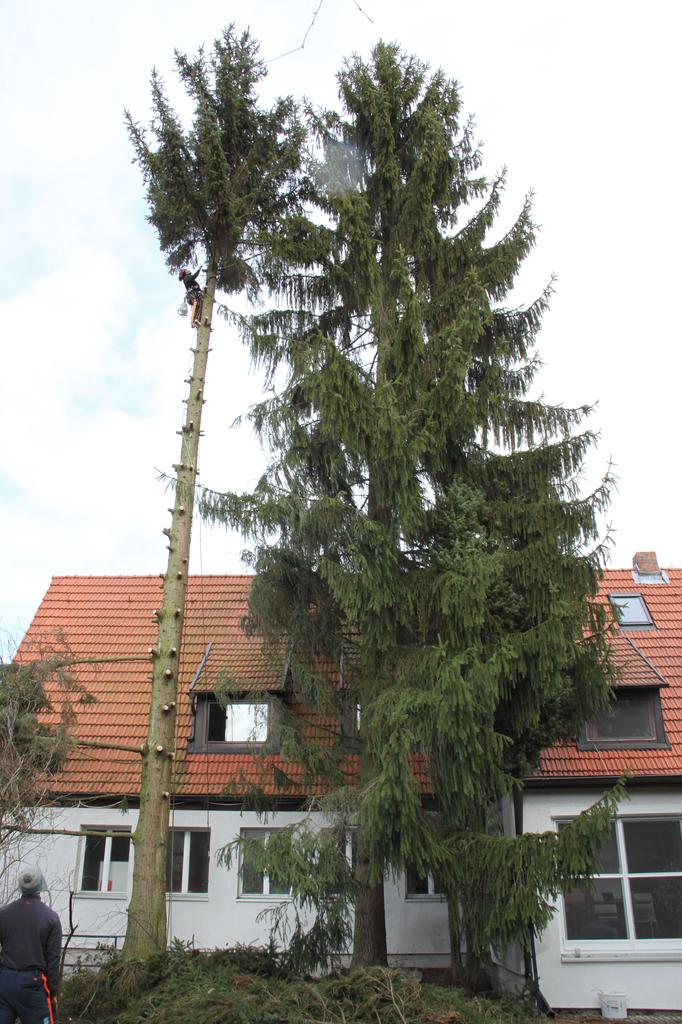 BaumOhr